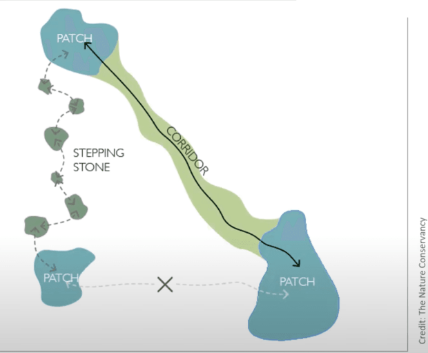 Nurturing Biodiversity: Pollinator Pathways, Corridors, Patches, and Stepping Stones in the Sonoran Desert - Part 1 4 pollinatorcorridorpatchstone 3 PollinatorWeb