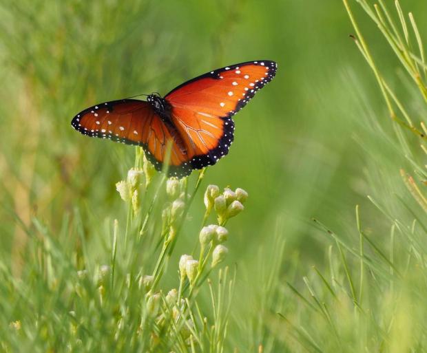 Queen butterfly