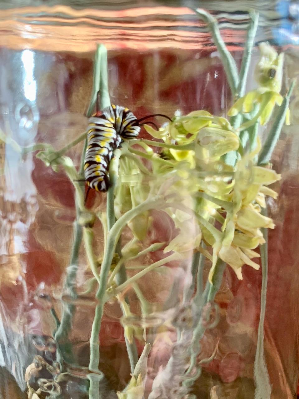 queen caterpillar 13nov2020 1 PollinatorWeb