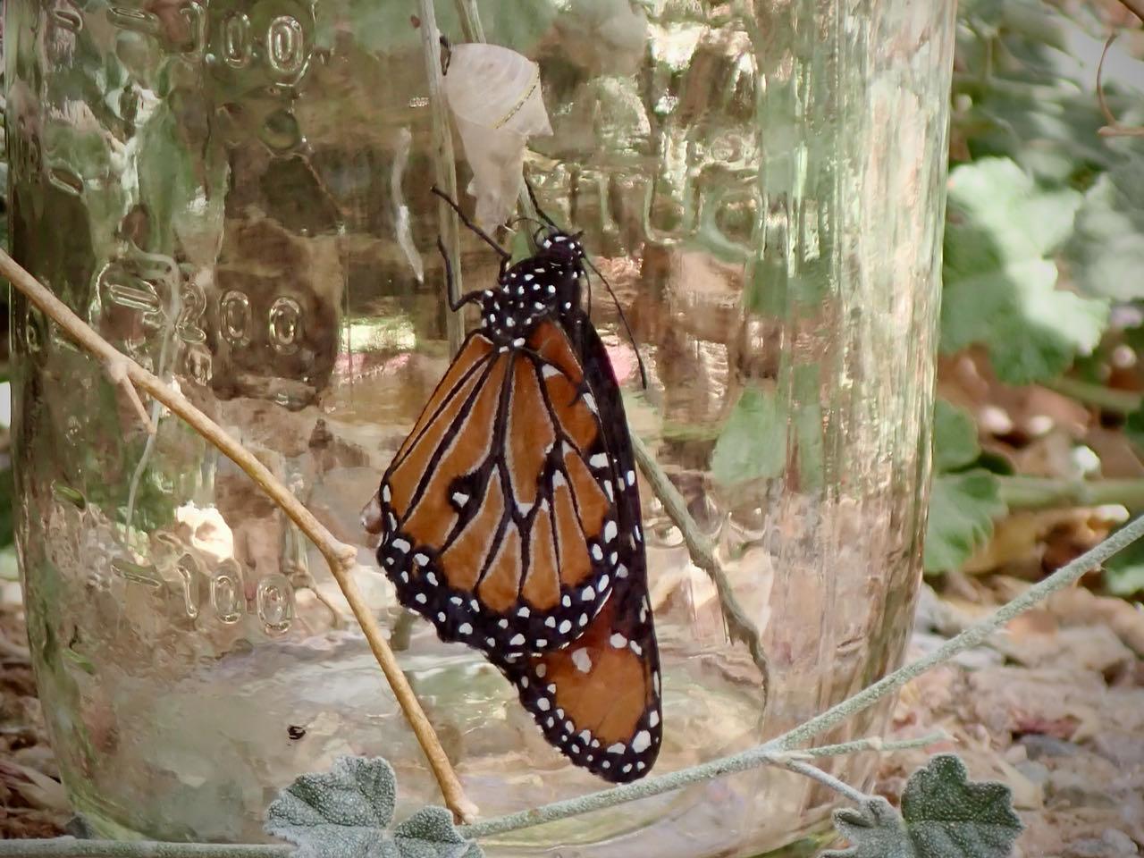 queen caterpillar hatched 23nov2020 1 PollinatorWeb
