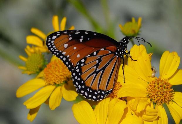 Queen 
Danaus gilippus