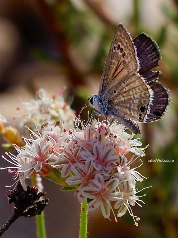 Reakirt's Blue 
Echinargus isola