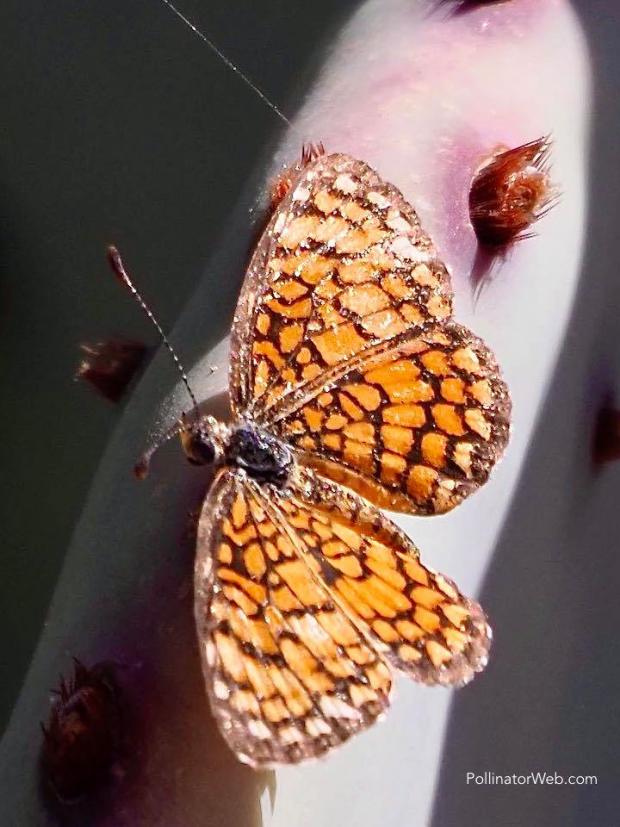Tiny Checkerspot 
Dymasia dymas