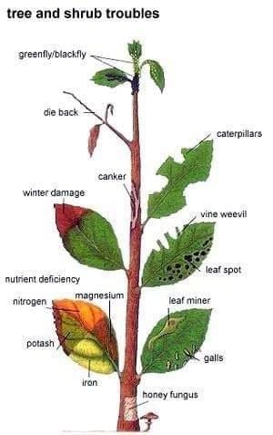 Tree and Shrub Troubles
greenfly, blackly, caterpillars, canker, vine weevil, leaf spot, leaf miner, galls, fungus
Pollinator Web