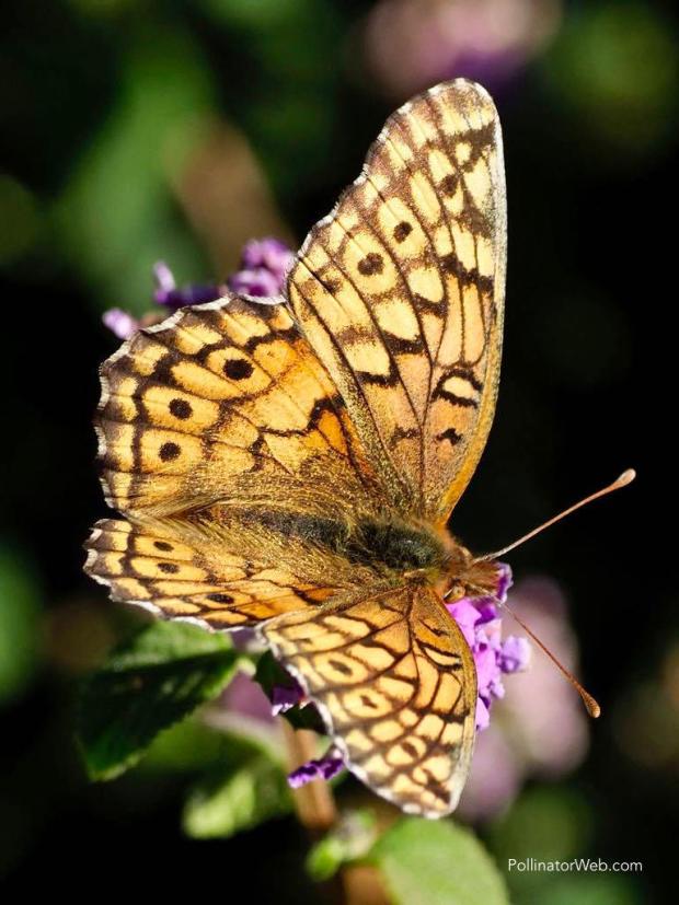 Variegated Fritillary 
Euptoieta claudia