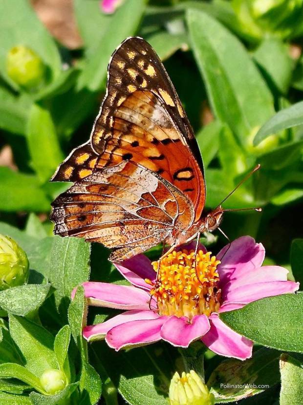Variegated Fritillary 
Euptoieta claudia