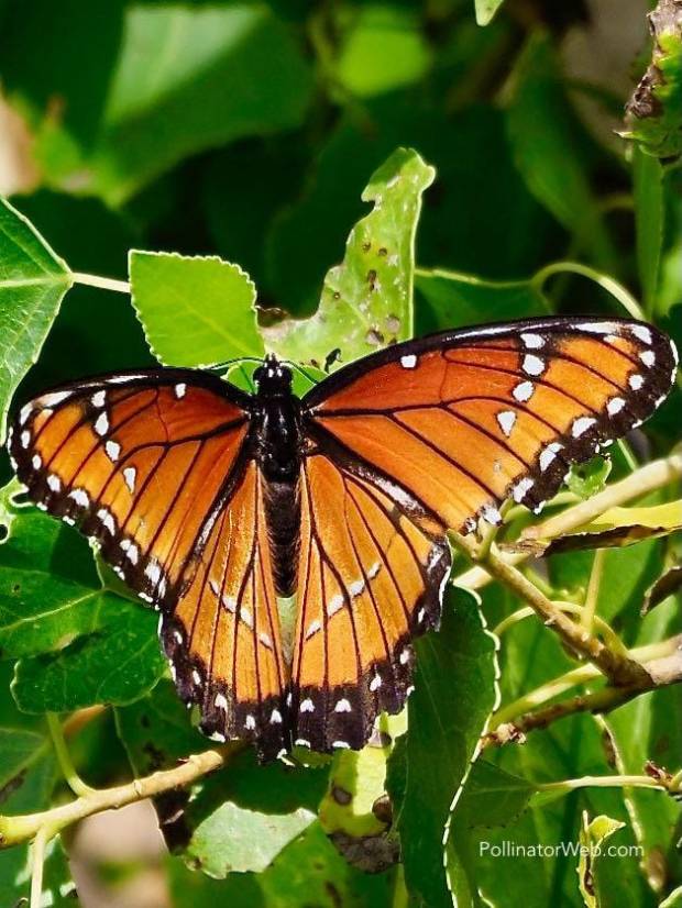 Viceroy 
Limenitis archippus