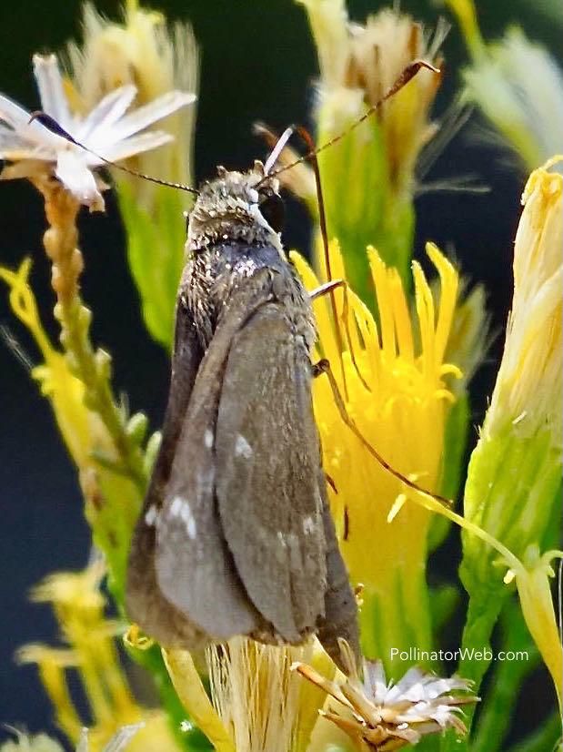 Olive-clouded Skipper 
Lerodea arabus