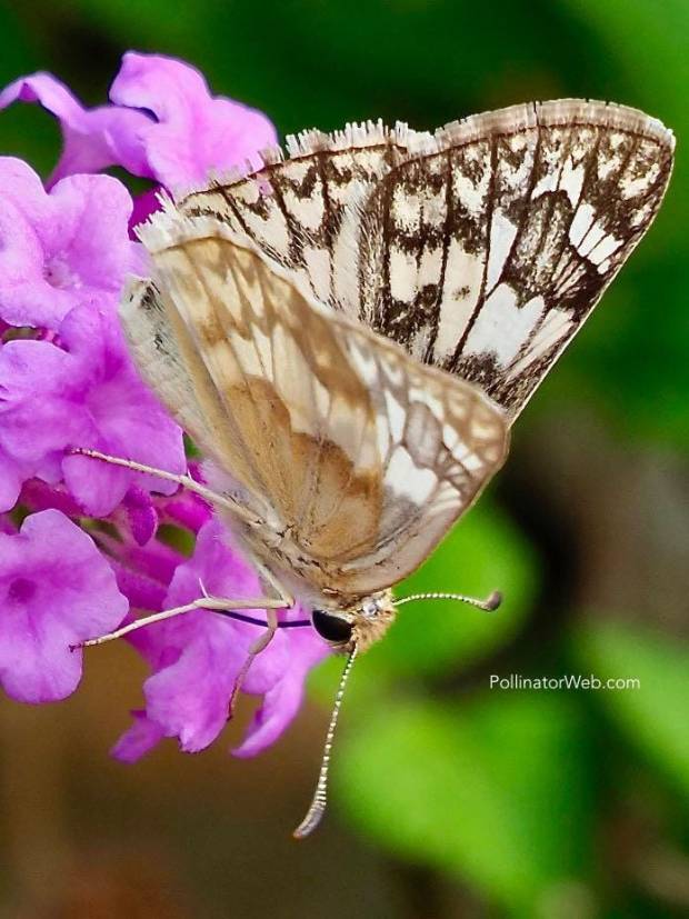 White Checkered-Skipper 
Pyrgus albescens