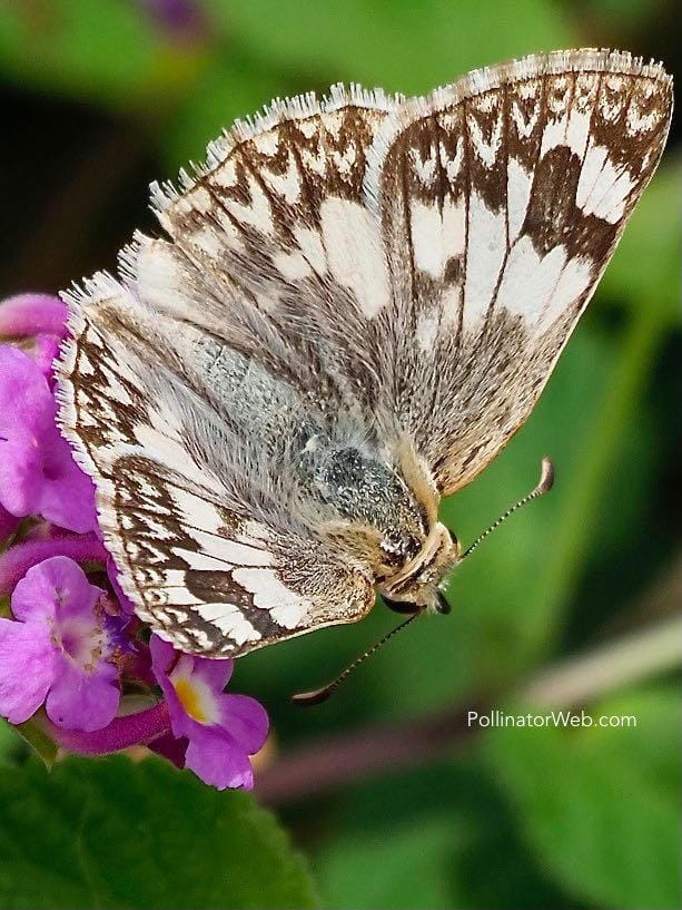 White Checkered-Skipper 
Pyrgus albescens