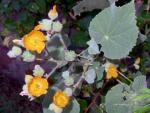 Abutilon palmeri c 1 PollinatorWeb