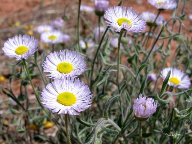 Erigeron divergens c 1 PollinatorWeb