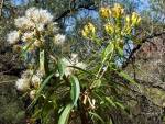 WillowRagwort c 1 PollinatorWeb