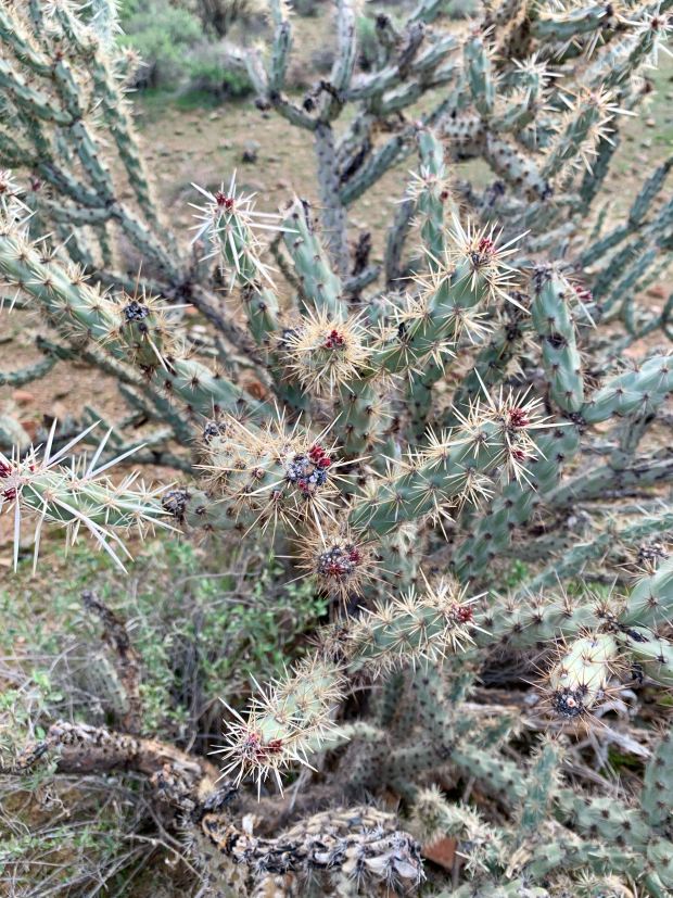 buckhorn cholla 1 PollinatorWeb