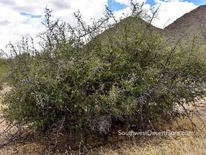 celtis pallida 4x3 1 PollinatorWeb