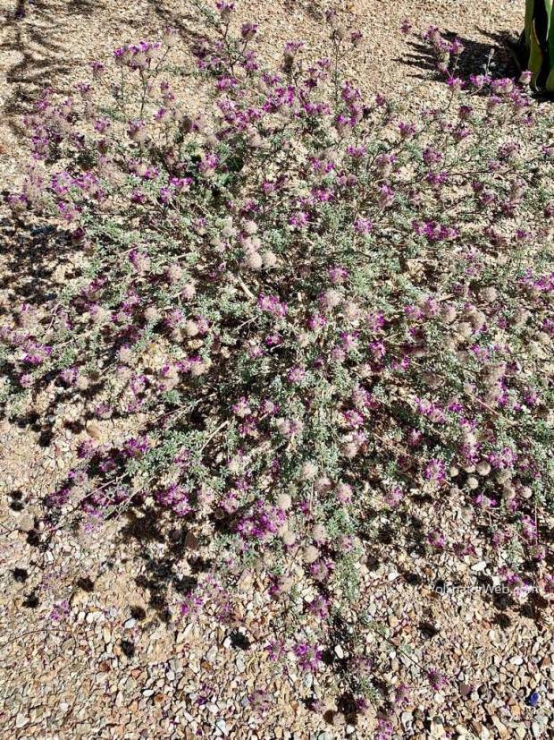 dalea pulchra 4x3 1 PollinatorWeb