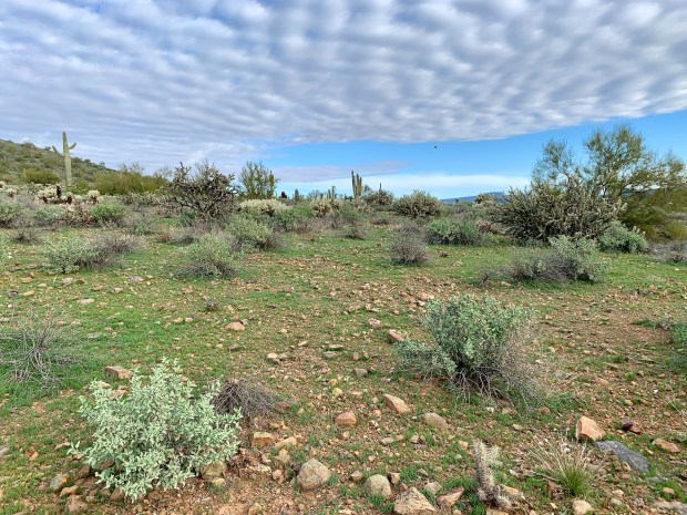 desert is greening up 1 PollinatorWeb