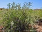 graythorn 1 PollinatorWeb
