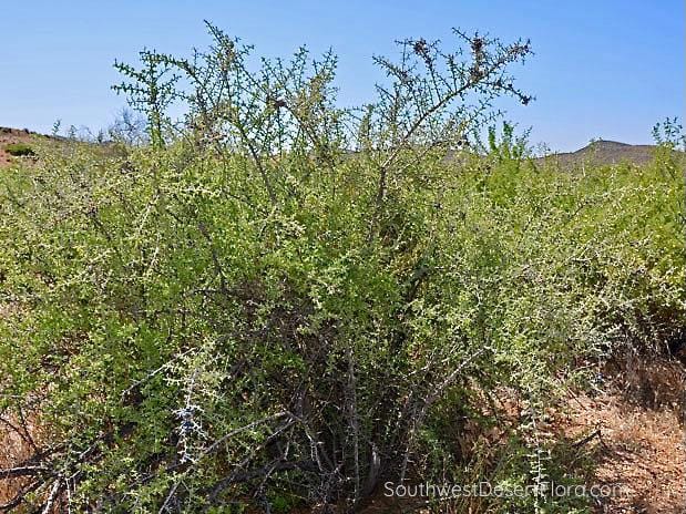 graythorn 1 PollinatorWeb
