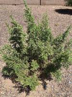 larrea tridentata 4x3 1 PollinatorWeb