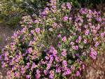mirabilis multiflora 4x3 1 PollinatorWeb