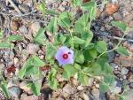 paleface hibiscus 1 PollinatorWeb