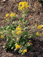 senna covesii 4x3 1 PollinatorWeb