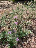 verbena c 1 PollinatorWeb
