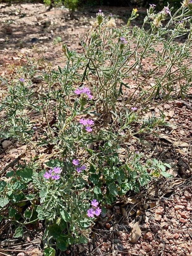 verbena c 1 PollinatorWeb