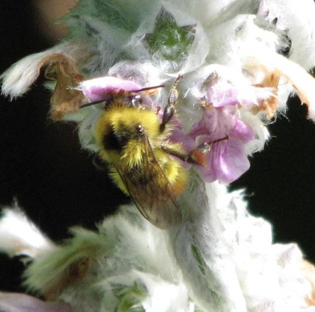 Bumblebees of the Southwest 5 centralis PollinatorWeb