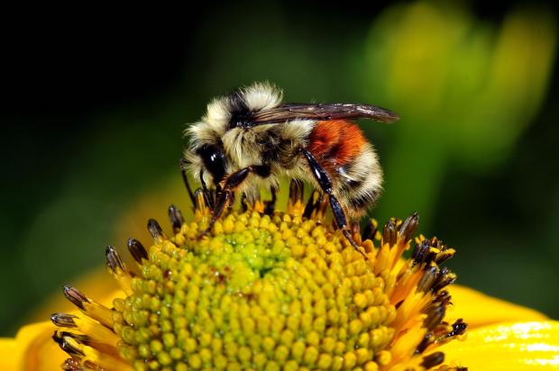 Bumblebees of the Southwest 4 hunts PollinatorWeb