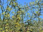janusia gracilis c 1 PollinatorWeb