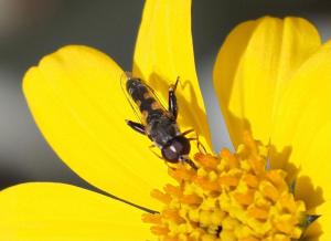 common compost fly PollinatorWeb