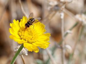 common loopwing aphideater PollinatorWeb