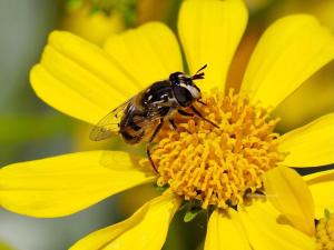 copestylum marginatum PollinatorWeb