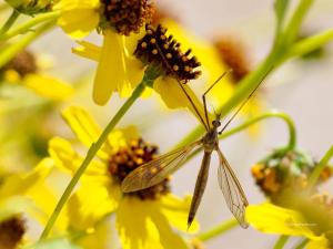genus tipula PollinatorWeb