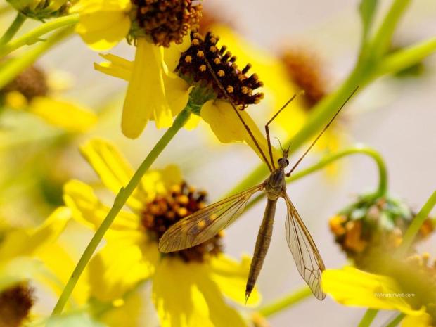 genus tipula PollinatorWeb