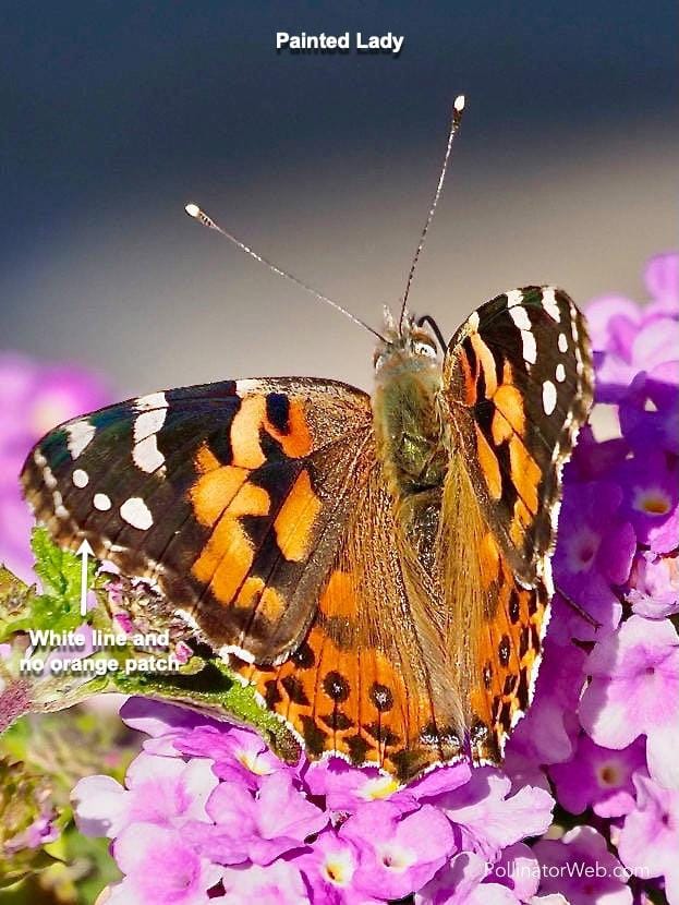Painted Lady 1 4x3 1 annotated PollinatorWeb