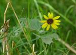 Sunflowers (Helianthus spp)