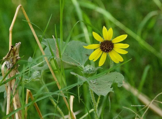 Sunflowers (Helianthus spp)