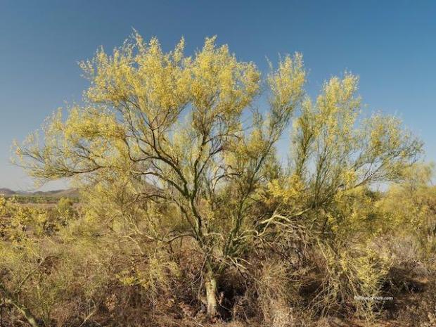 Foothills Palo Verde 1 PollinatorWeb
