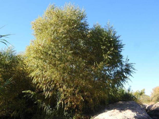 Willows 1 Willows (Salix spp)