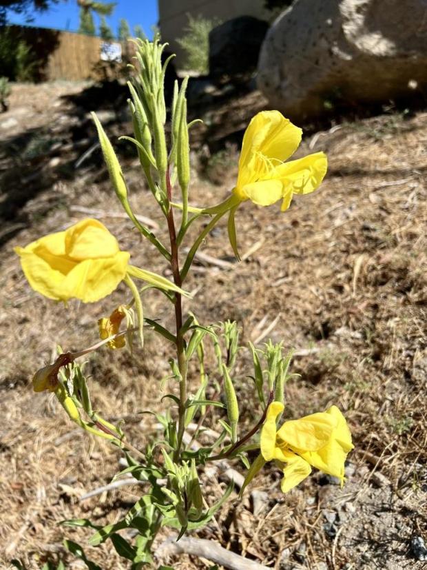 Hookers Evening Primrose iranah PollinatorWeb