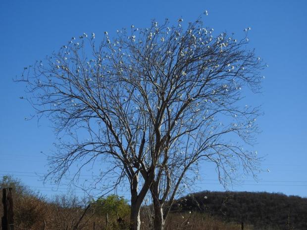 Morning Glory Tree sosar PollinatorWeb