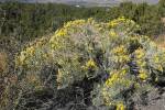 Rubber Rabbitbrush (Ericameria nauseosa)