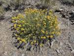 Yellow Rabbitbrush (Chrysothammus viscidiflorus)