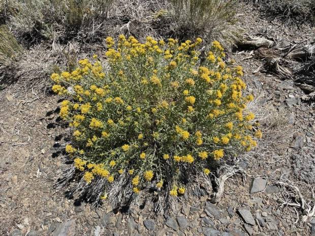 Yellow Rabbitbrush (Chrysothammus viscidiflorus)