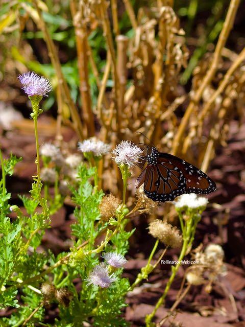 greggs mistflower 1 PollinatorWeb