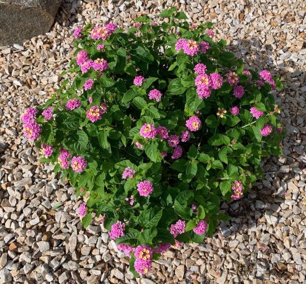 Lantana 1 PollinatorWeb