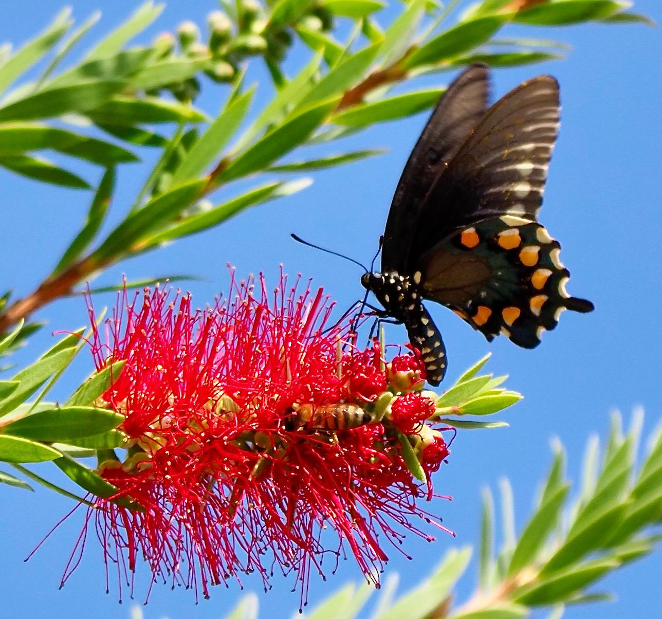 PipevineSwallowtail BottleBrush GMR 1 PollinatorWeb